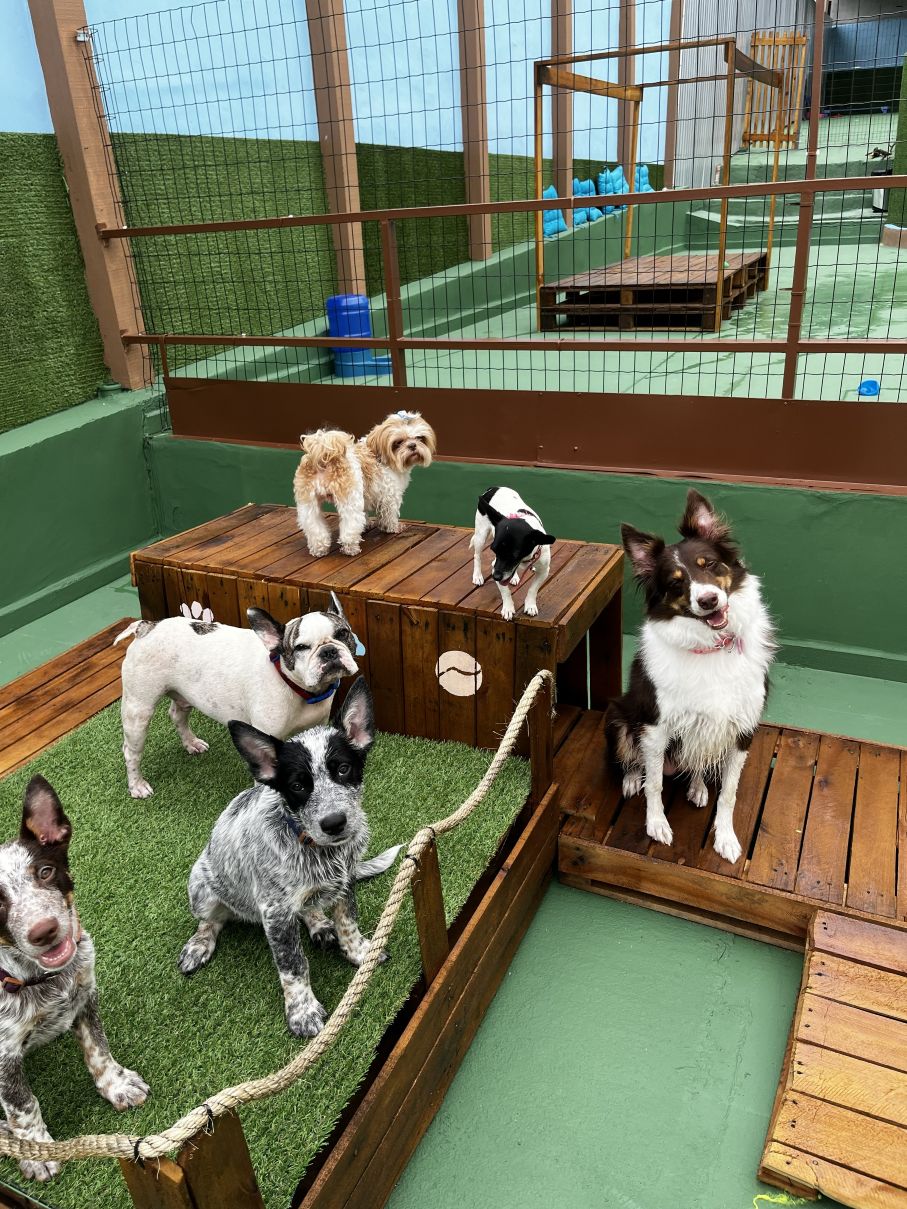 Cachorro feliz na creche